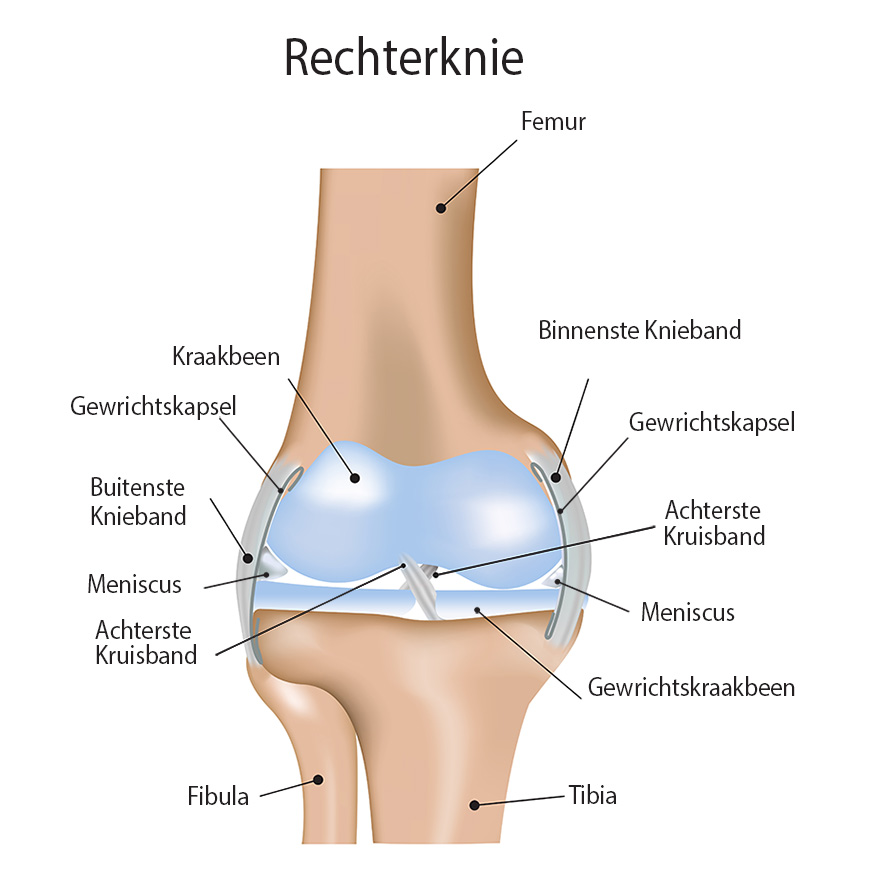 Anatomie van de knie
