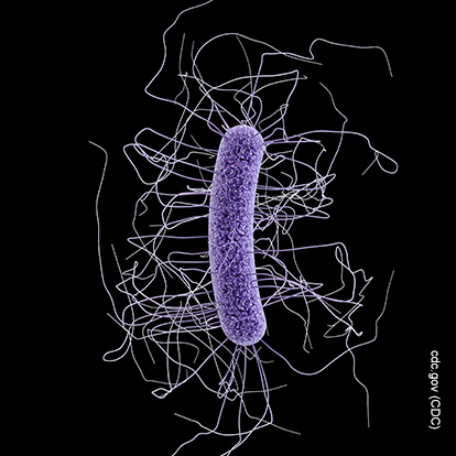 Clostridium difficile