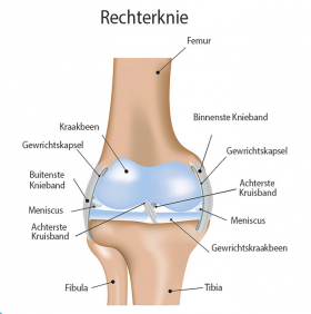 Structuur van een gewricht